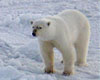 polar bear facts