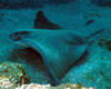 Mantaray Facts