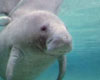 Manatee Facts