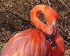 Flamingo Facts