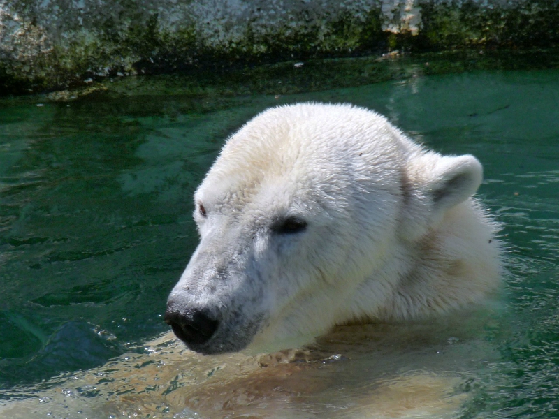 Can Polar Bears Swim