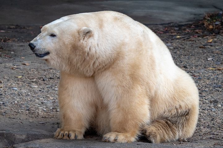 How do Polar Bears Stay Warm