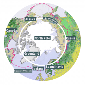 Oso Polar Polo Norte