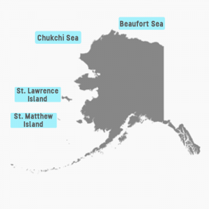 Osos polares en Alaska