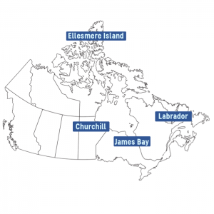 Osos polares en Canadá