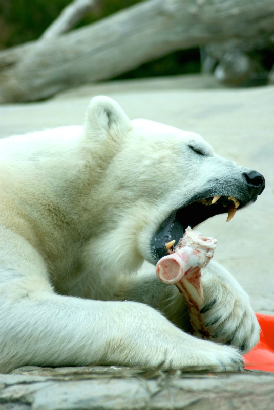 Polar Bear Teeth Facts