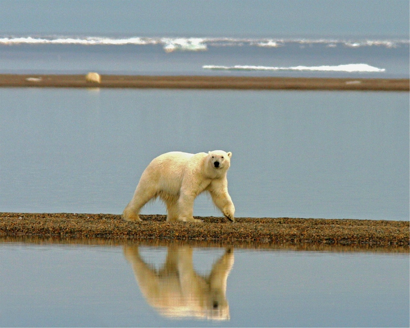 Polar Bears Live Alone