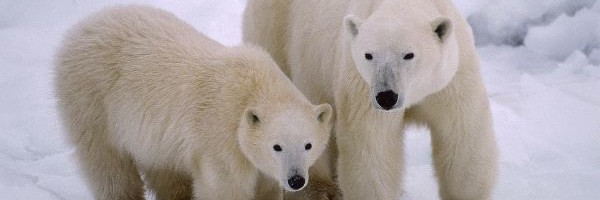 Polar Bear Mother and Young
