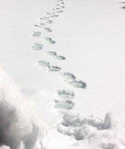 Seguimiento del oso polar