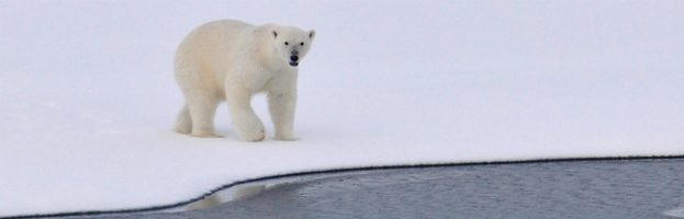 Where Can I See Polar Bears In The Wild?