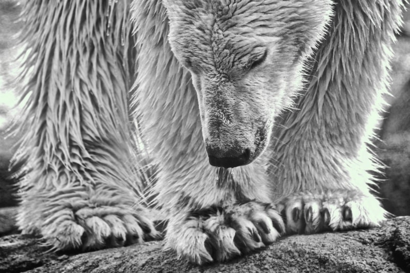 do polar bears feel cold