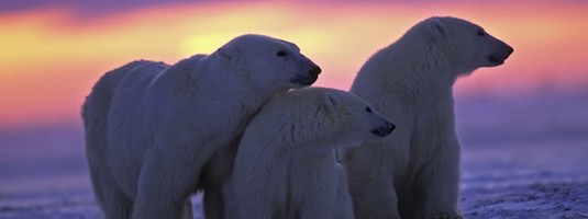 Facts about Polar Bears