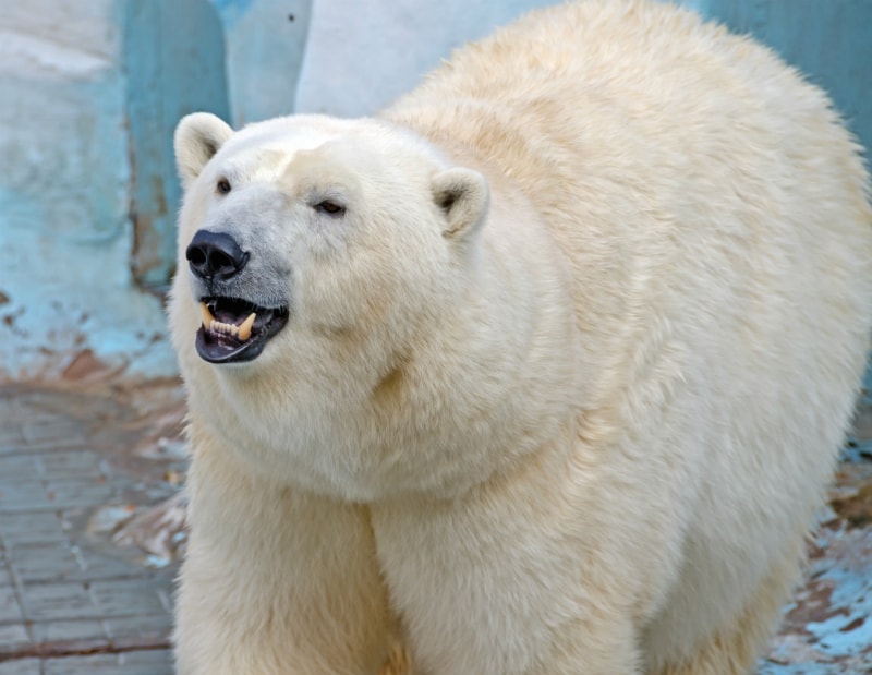 how do polar bears survive in the cold
